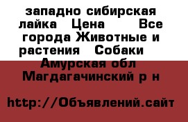 западно сибирская лайка › Цена ­ 0 - Все города Животные и растения » Собаки   . Амурская обл.,Магдагачинский р-н